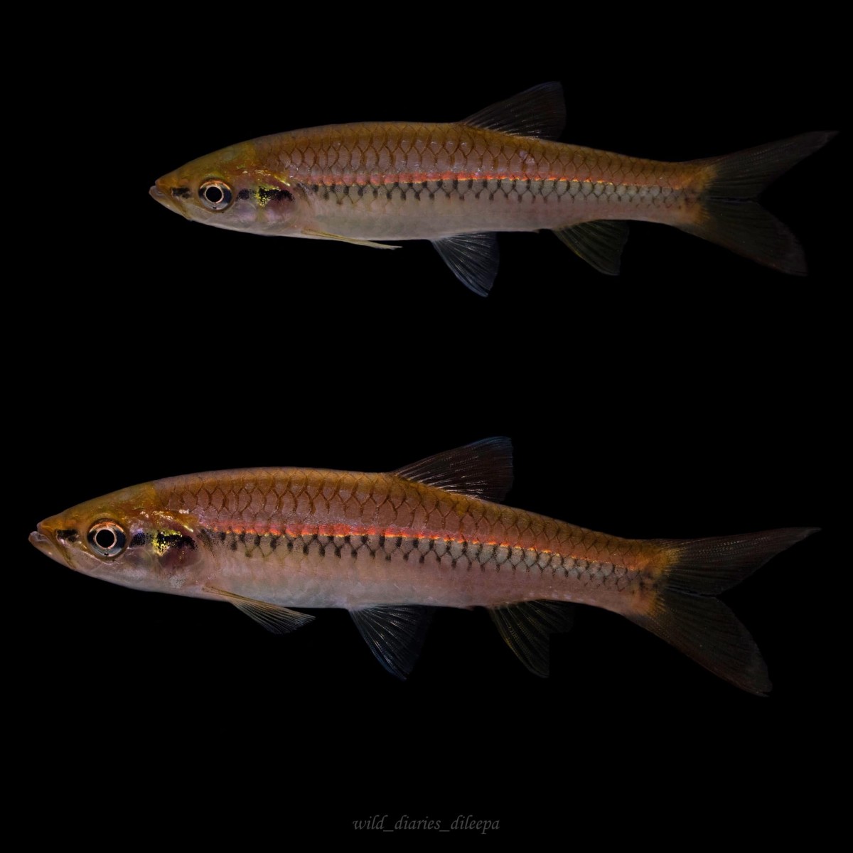 Rasbora